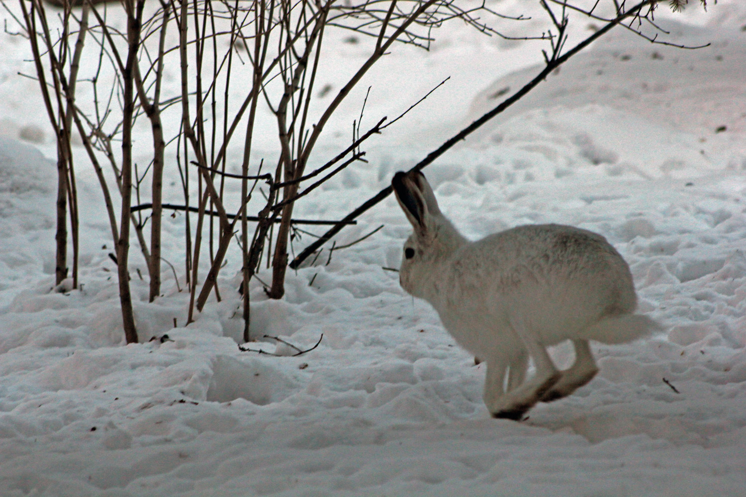 arctic-hare-facts-and-adaptations-lepus-arcticus